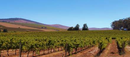Vignobles et paysages du Languedoc-Roussillon près de la Villa Roubia