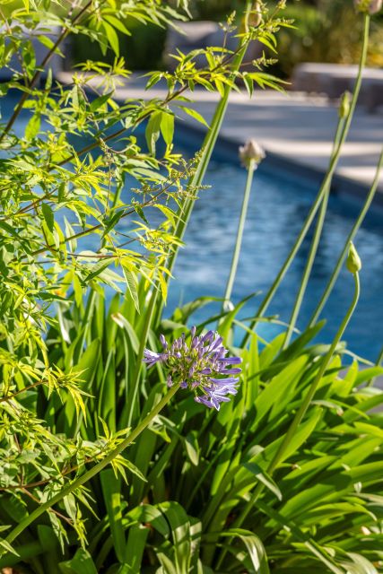 Fleur violette au bord de la piscine extérieure de Villa Roubia